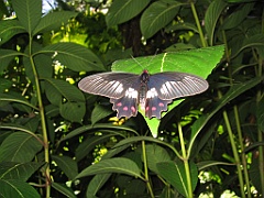 CairnsTC054 Jardin Botanique 054